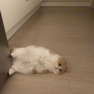 猫猫 头像