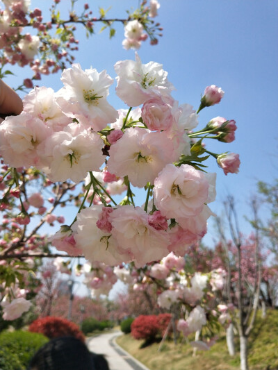 粉白樱花