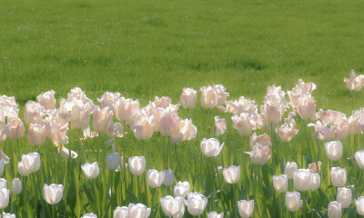 电脑平板壁纸