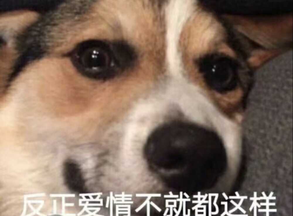 表情包