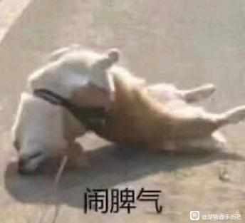 表情包 狗