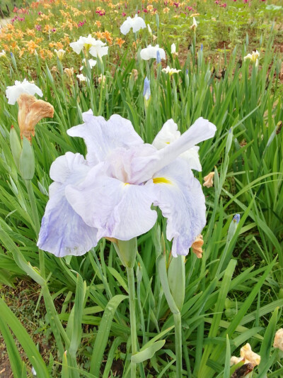 玉蝉花（鸢尾花）