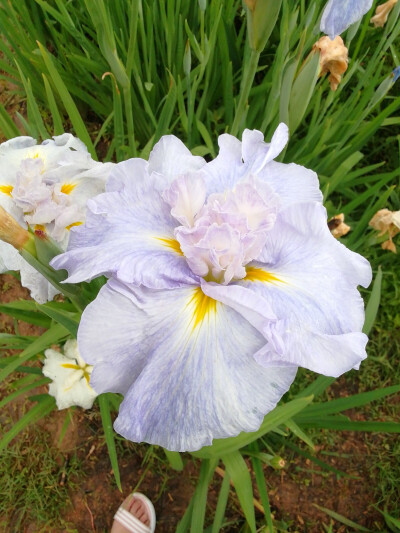 玉蝉花（鸢尾花）