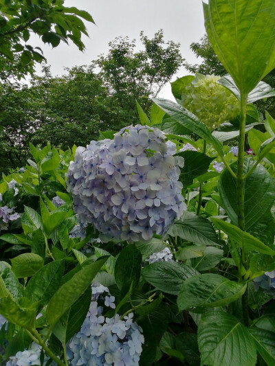 绣球花（紫阳花八仙花）