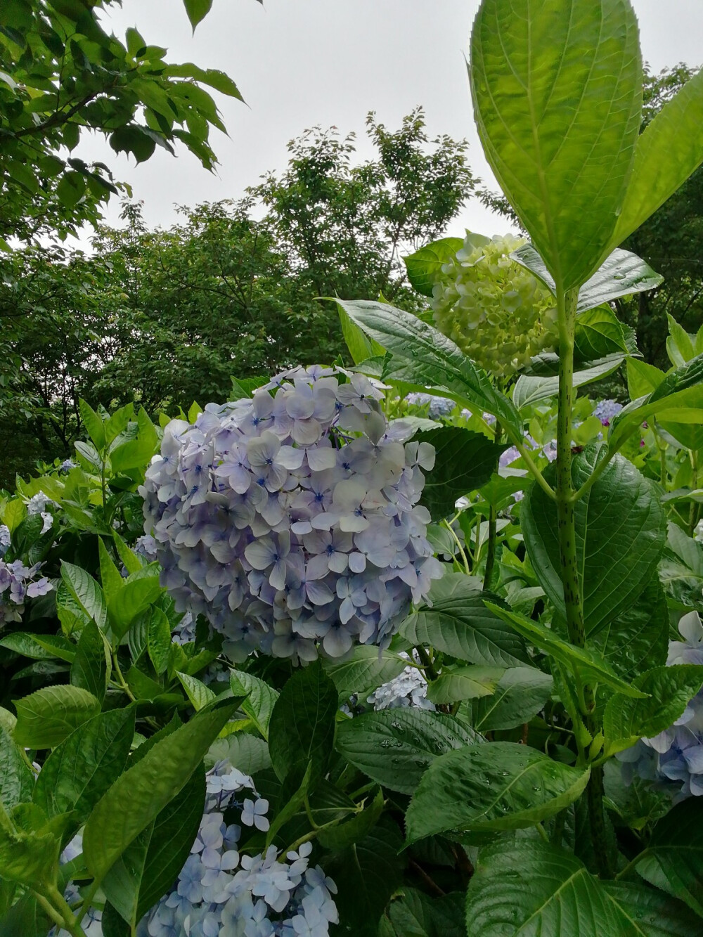 绣球花（紫阳花八仙花）