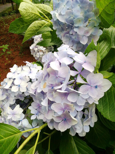 绣球花（紫阳花八仙花）