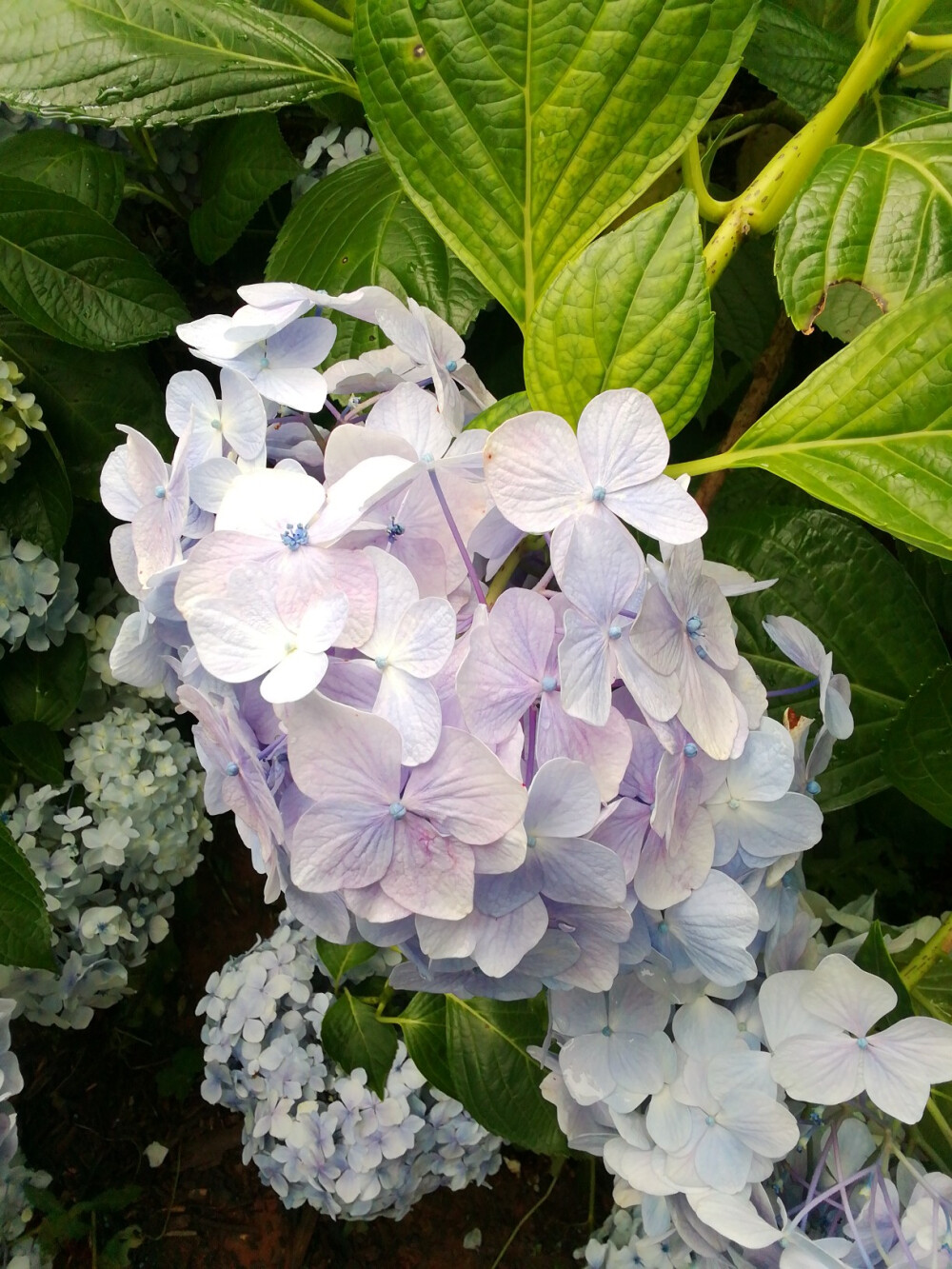 绣球花（紫阳花八仙花）