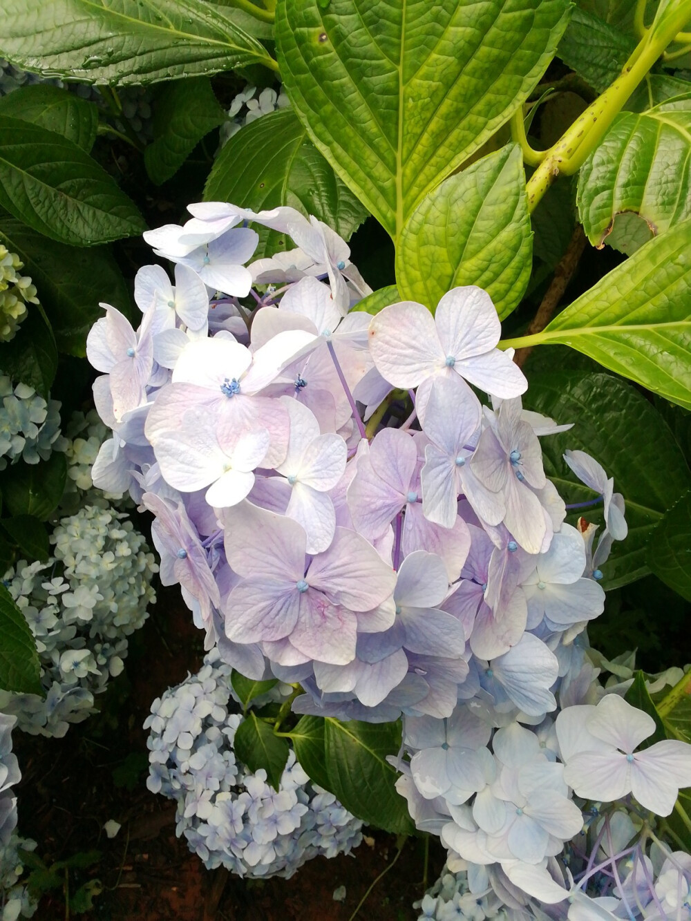 绣球花（紫阳花八仙花）