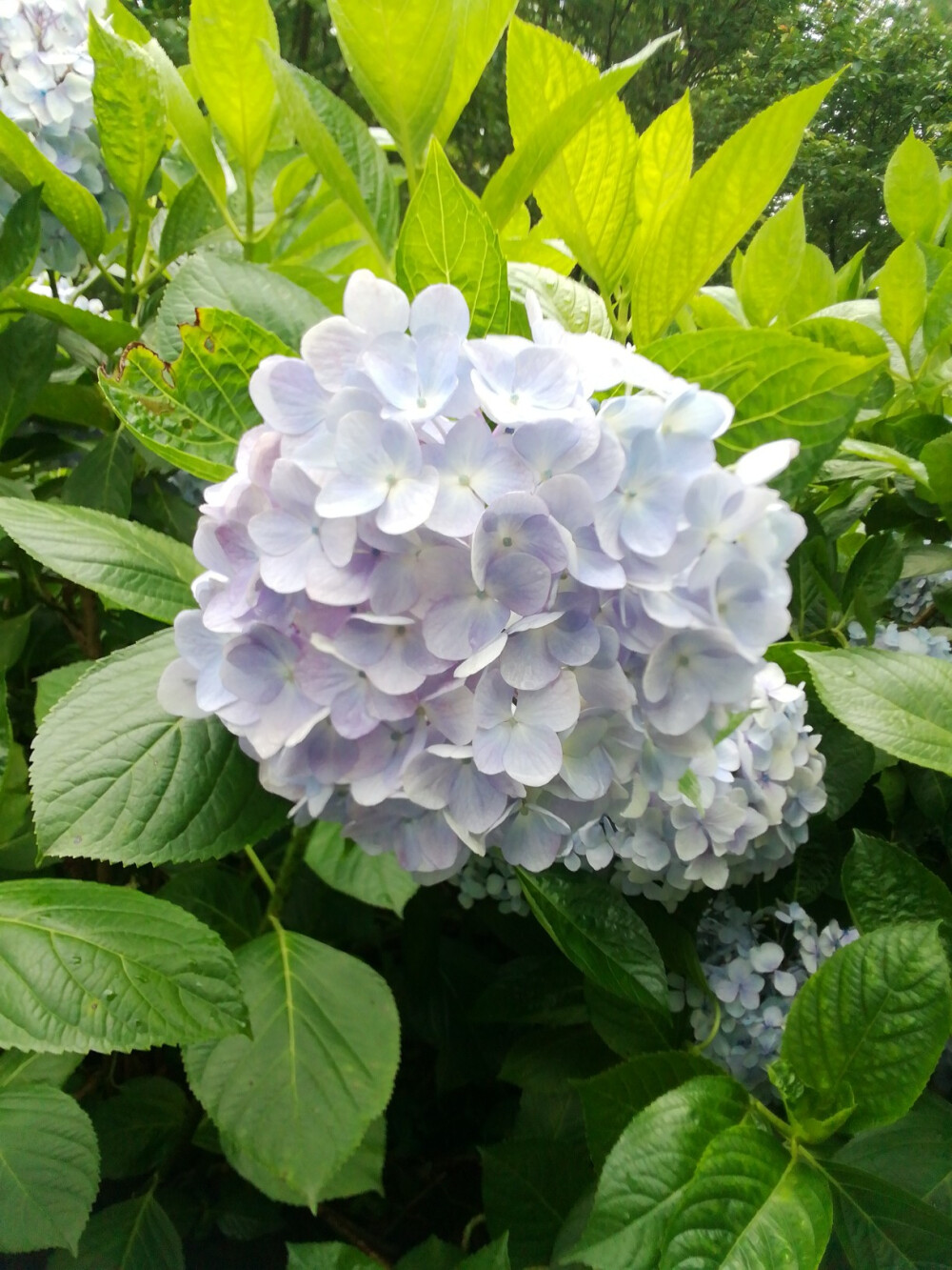 绣球花（紫阳花八仙花）