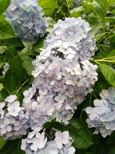 绣球花（紫阳花八仙花）