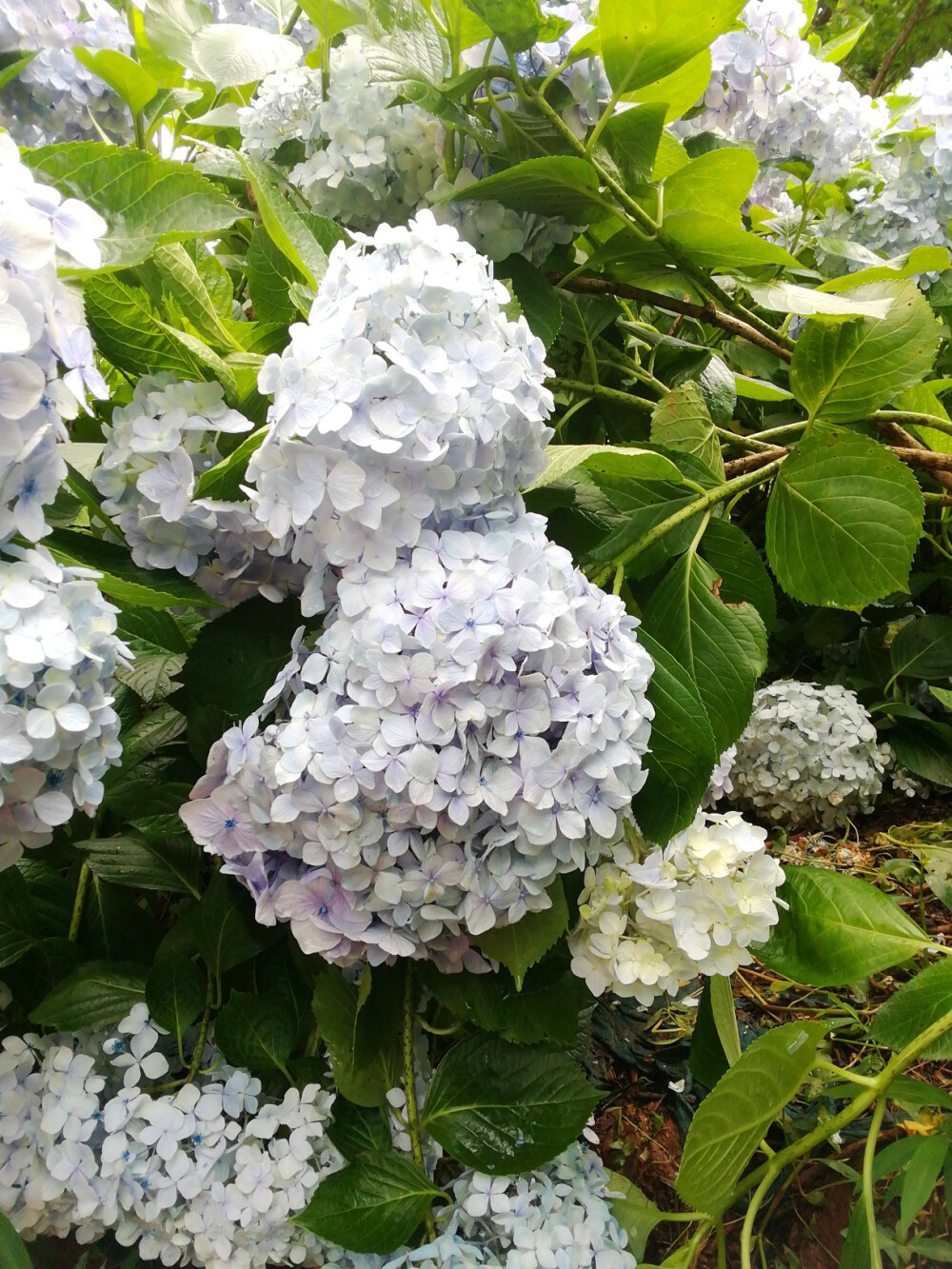 绣球花（紫阳花八仙花）