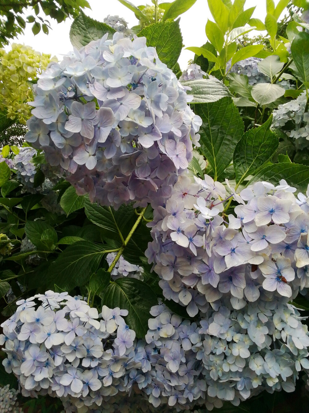 绣球花（紫阳花八仙花）