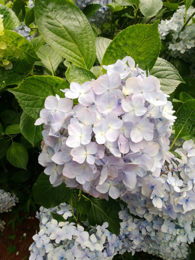 紫阳花（八仙花绣球花）