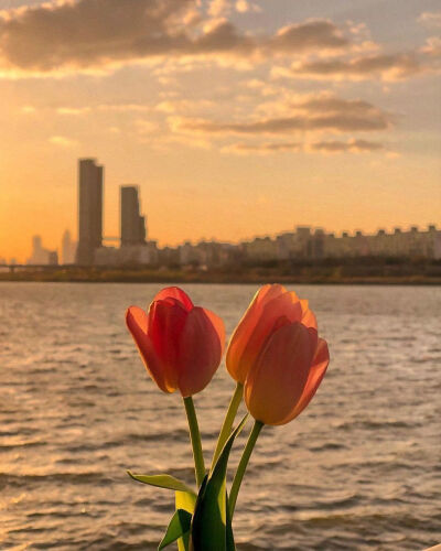 酱江姜 黄昏背景