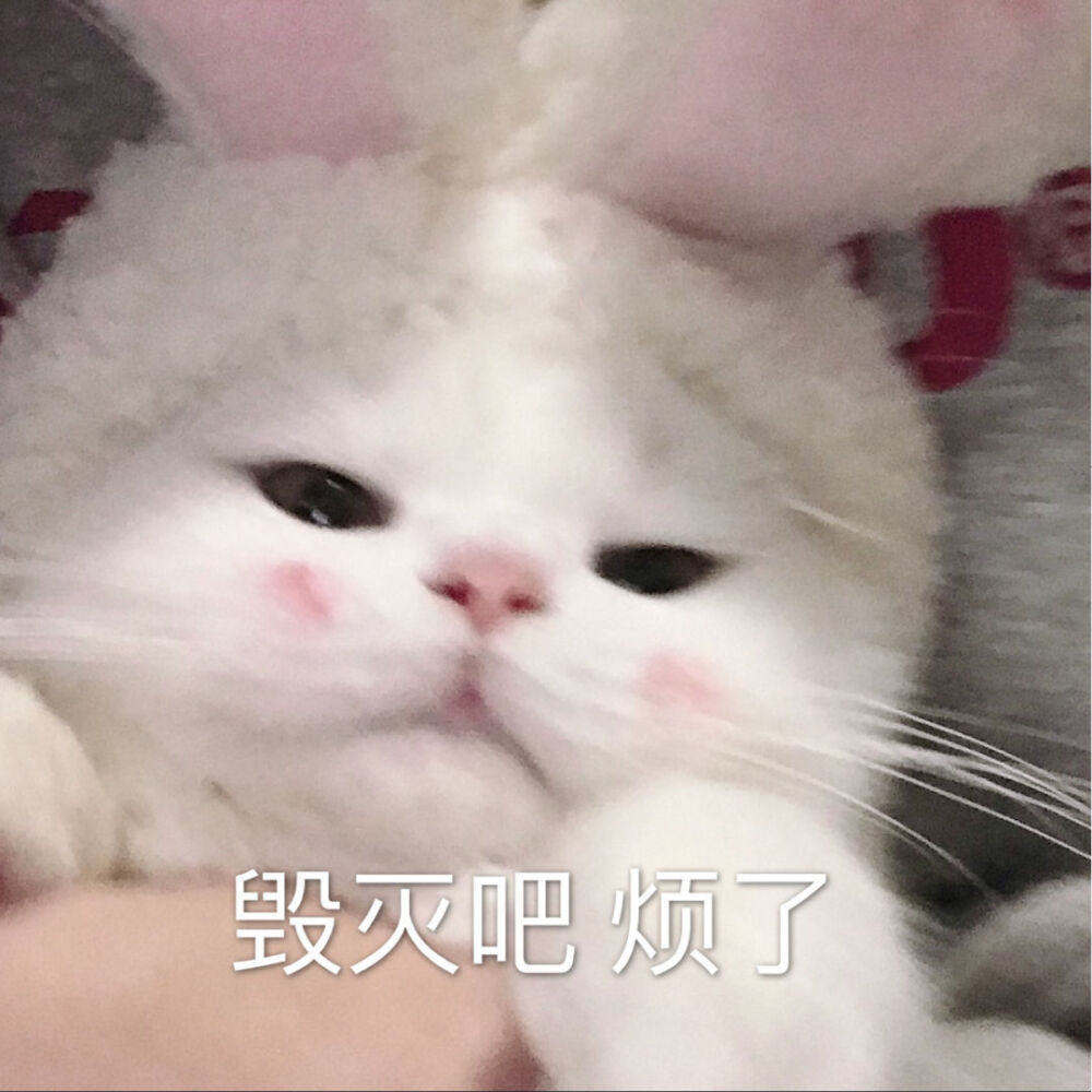 猫猫表情包