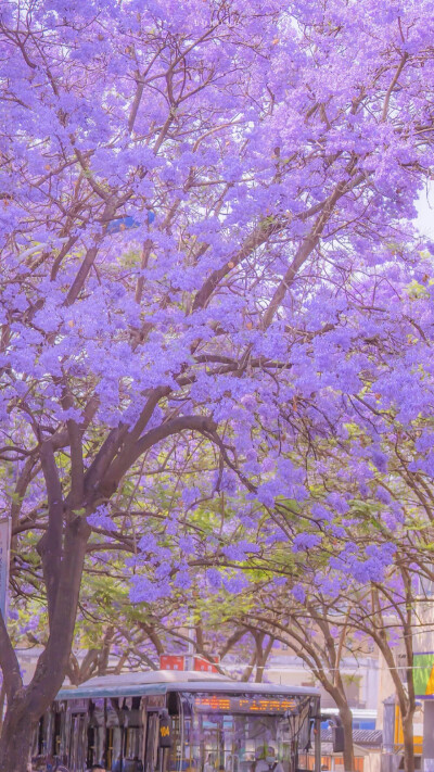 壁纸｜手机壁纸｜紫色调