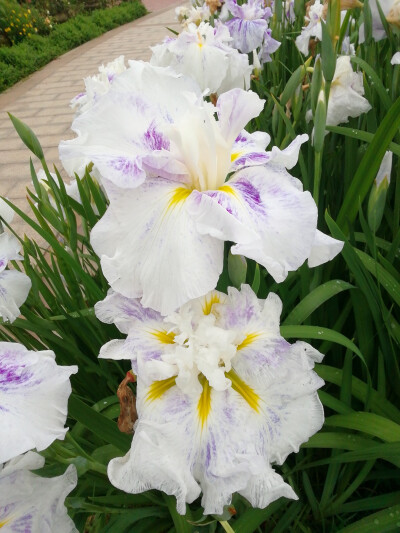 鸢尾花（玉蝉花）