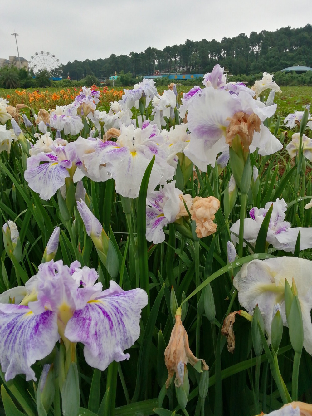 鸢尾花（玉蝉花）