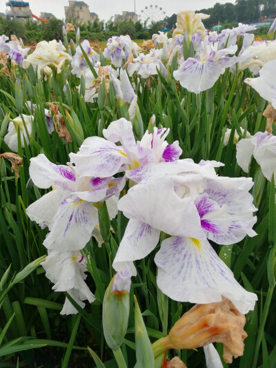 玉蝉花（鸢尾花）