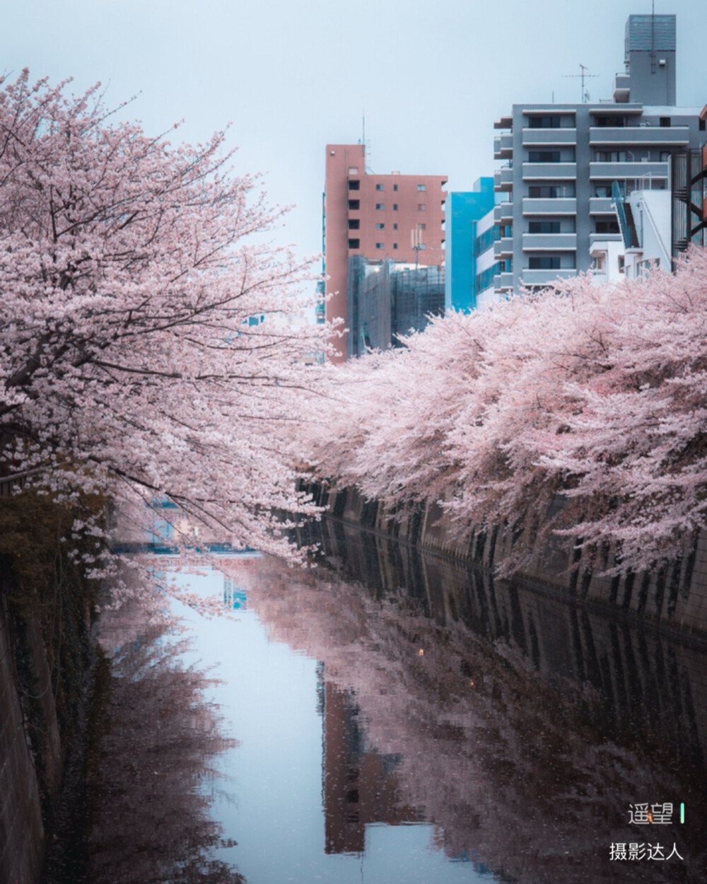 目黑川的樱花