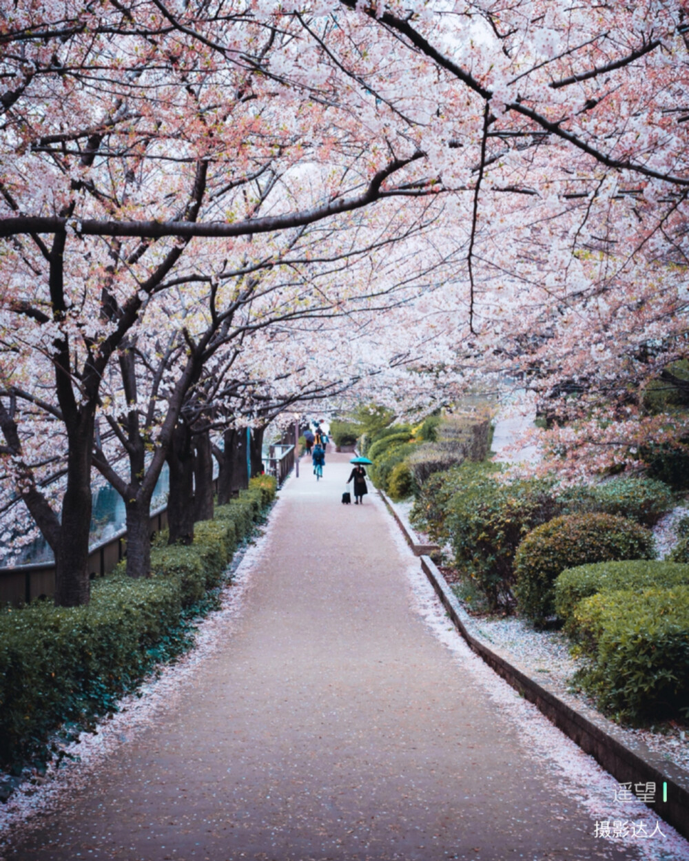 目黑川的樱花