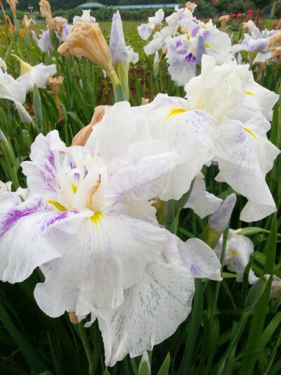 鸢尾花（玉蝉花）