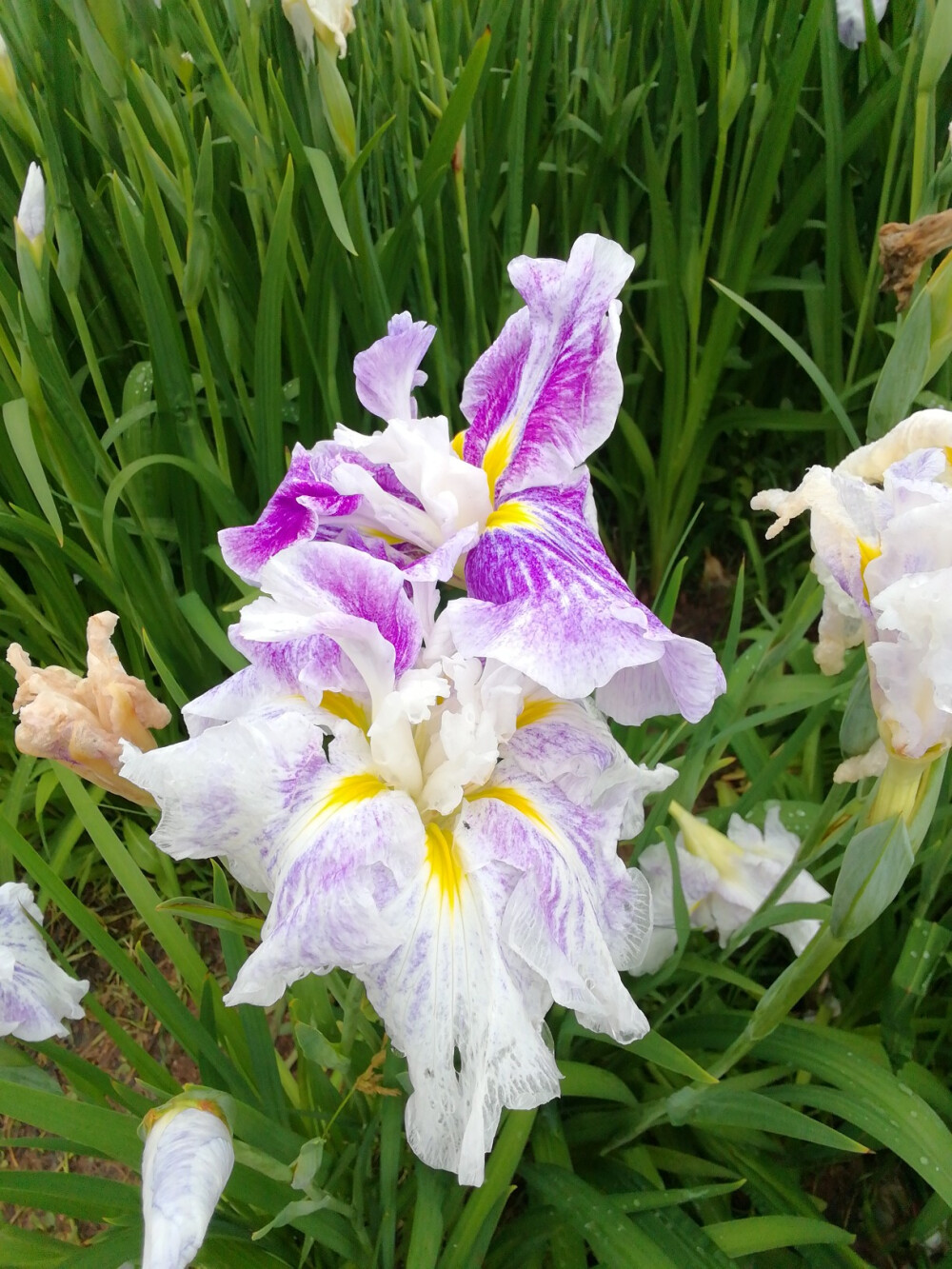 玉蝉花（鸢尾花）