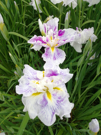 玉蝉花（鸢尾花）