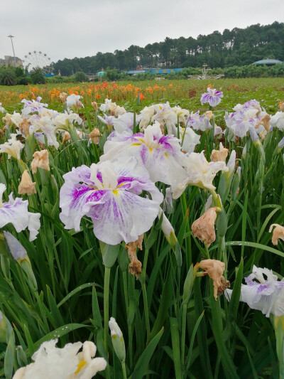 玉蝉花（鸢尾花）