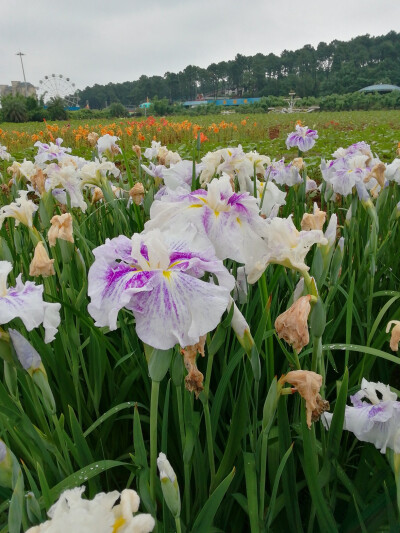 玉蝉花（鸢尾花）