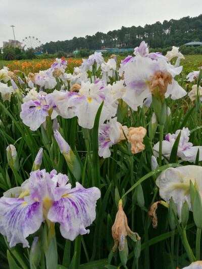 玉蝉花（鸢尾花）