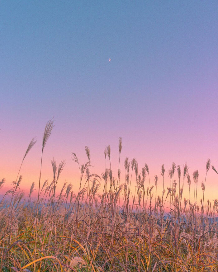 浪漫背景图