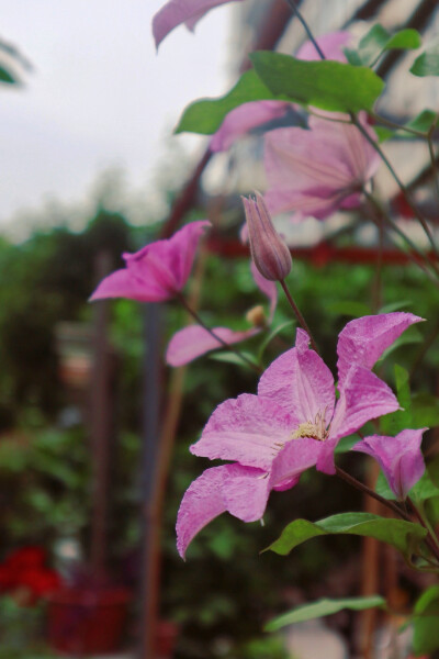 铁线莲 芍药