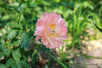 铁线莲 芍药