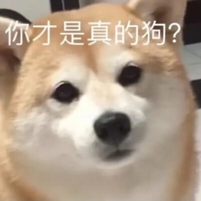 狗狗表情包