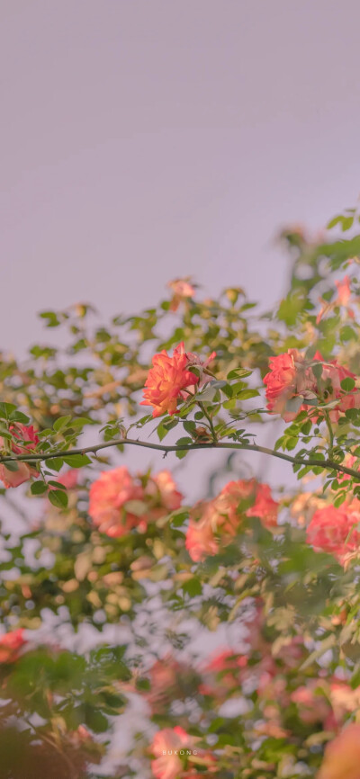 花
壁纸｜背景