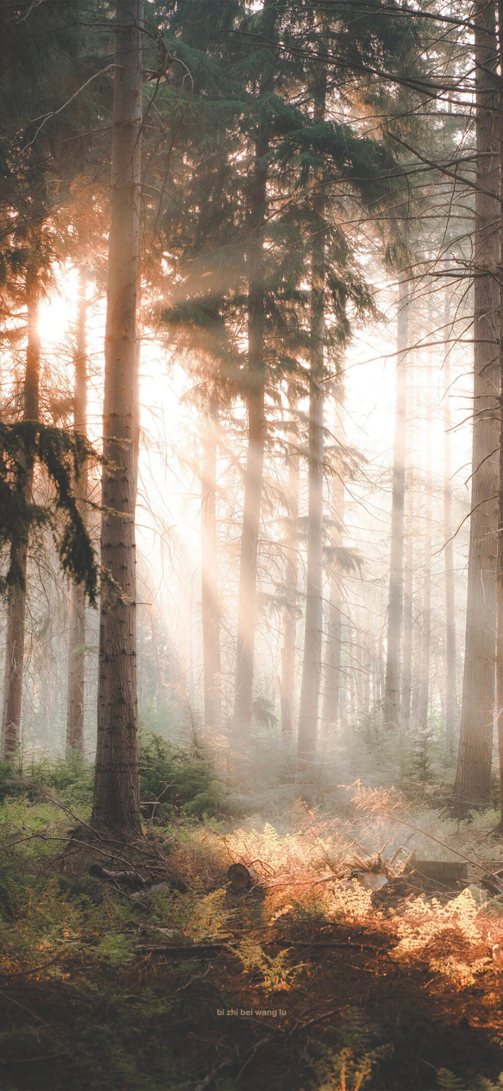 风景