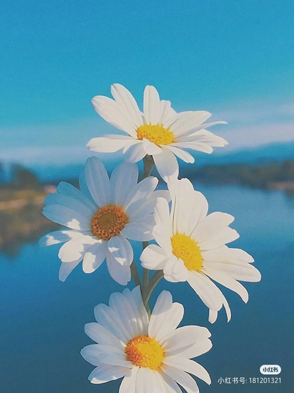 花卉