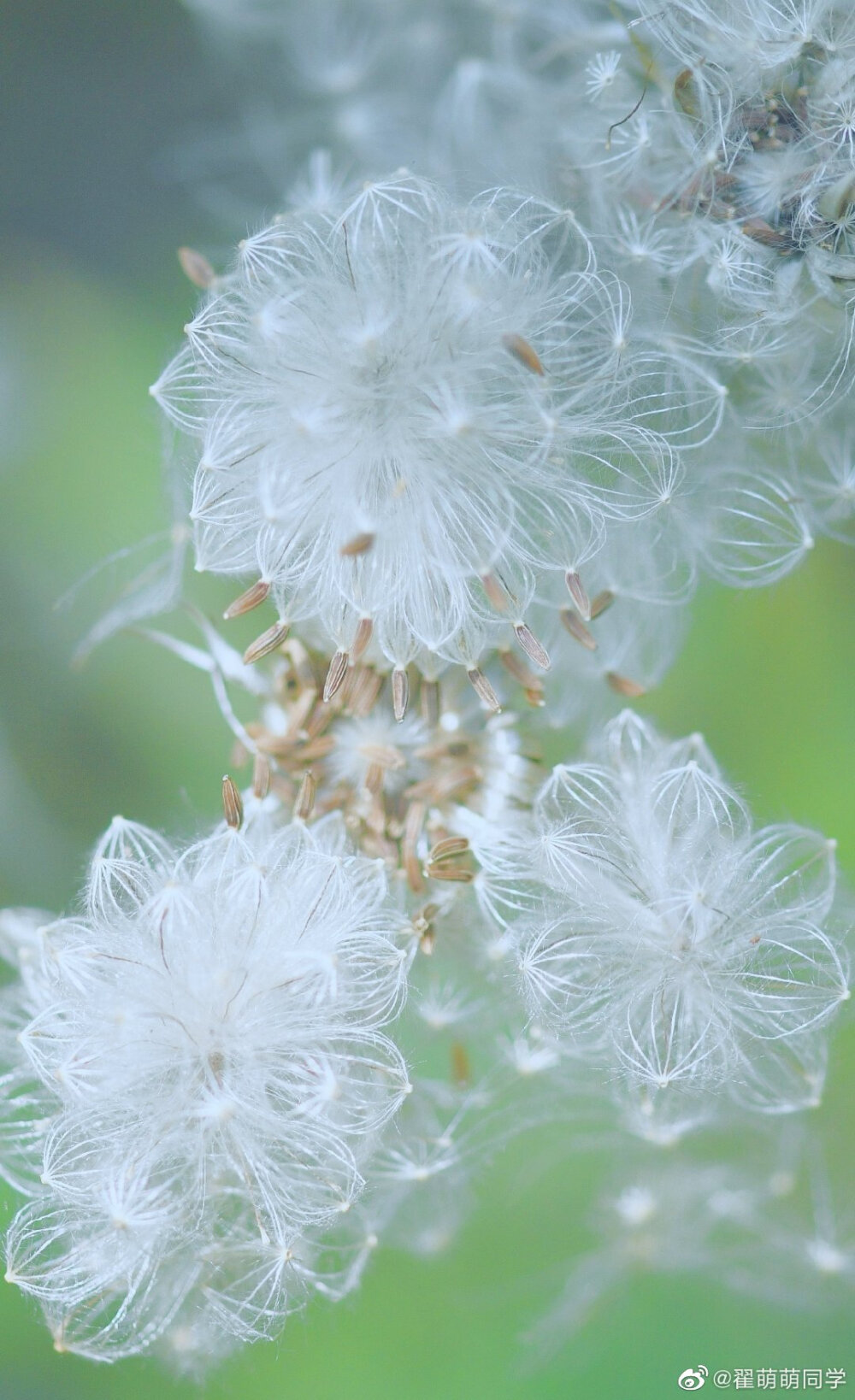 透明的花