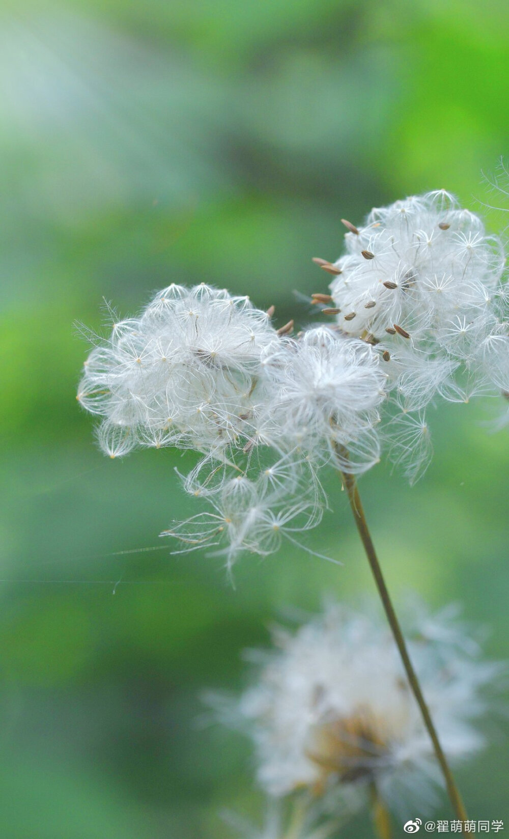 透明的花