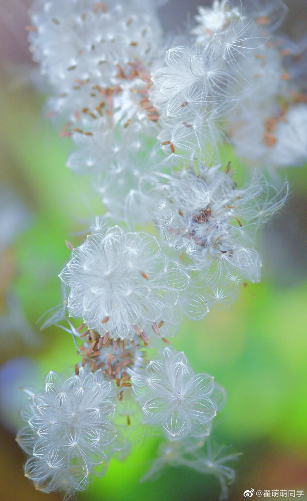 透明的花