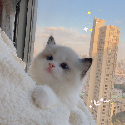 Creamkitten布偶猫 情侣头像 闺蜜头像