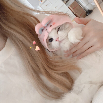 Creamkitten布偶猫 情侣头像 闺蜜头像 猫咪头像