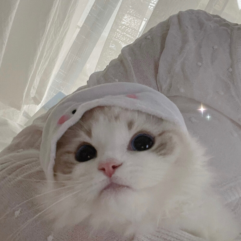 Creamkitten布偶猫 