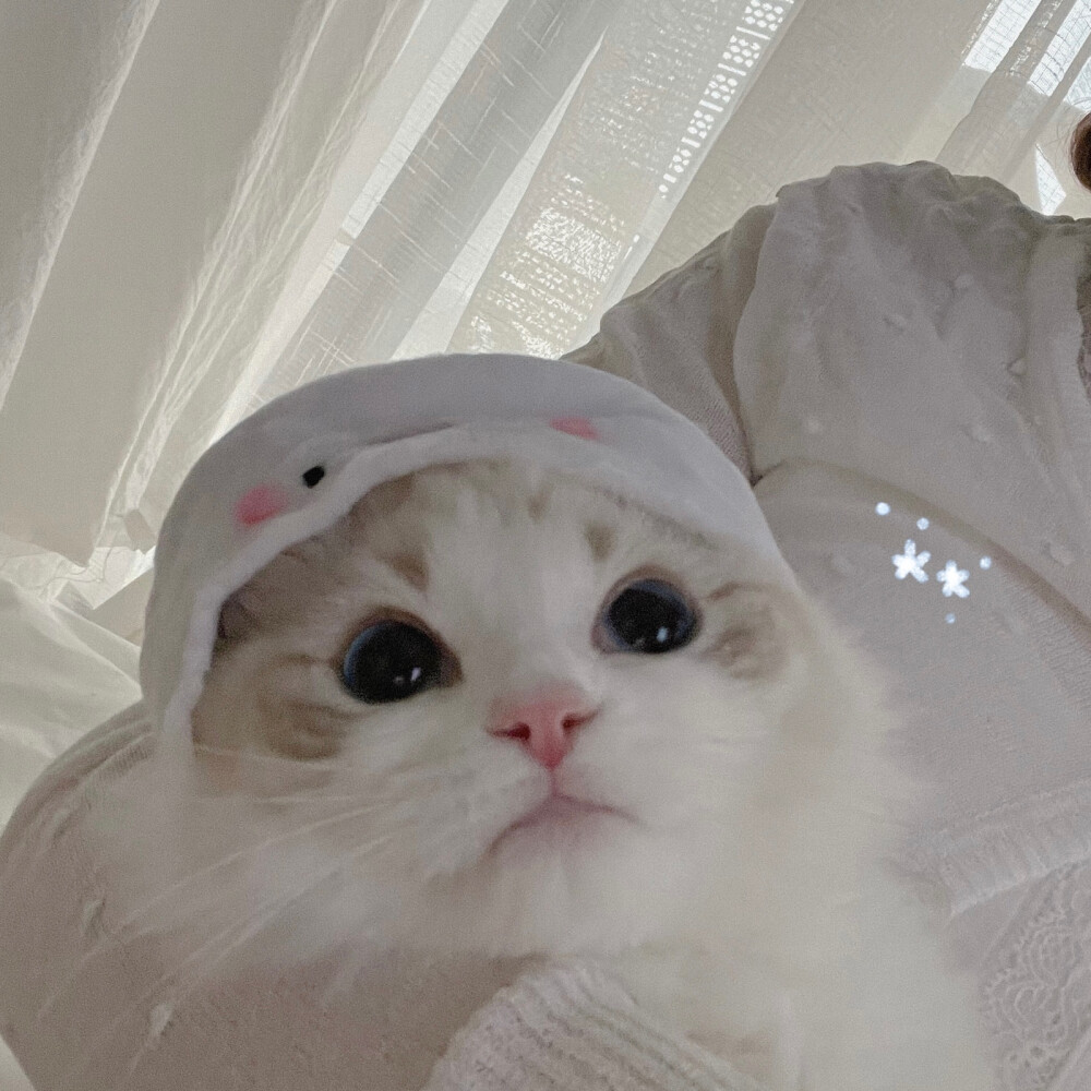 Creamkitten布偶猫 