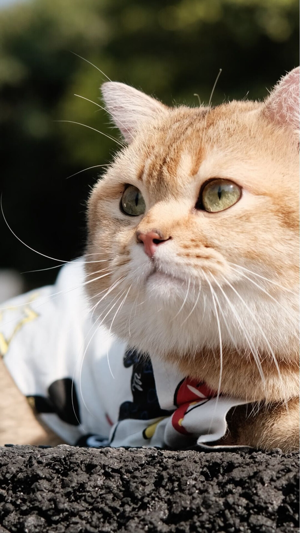 肥头大耳 虎背熊腰