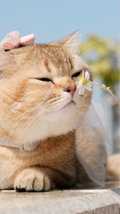 肥头大耳 虎背熊腰