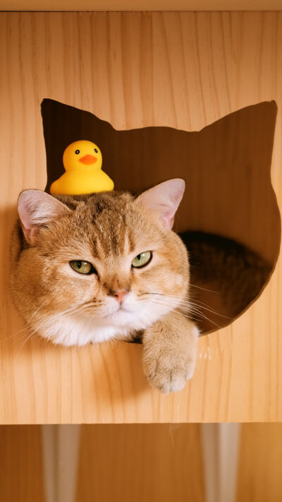 肥头大耳 虎背熊腰