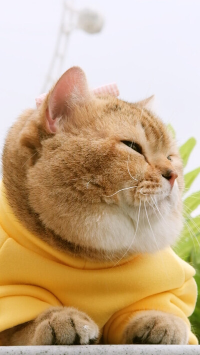 肥头大耳 虎背熊腰