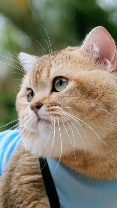 肥头大耳 虎背熊腰